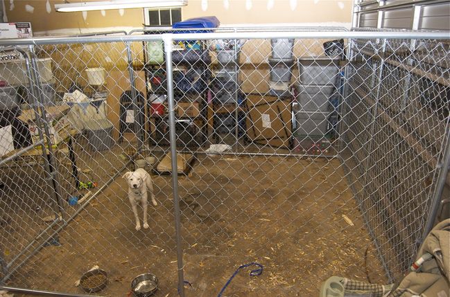 Doin' time in the dogpen
New dogpen for cutie
