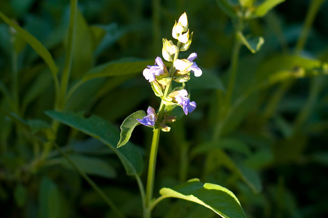 Sage Blossom
