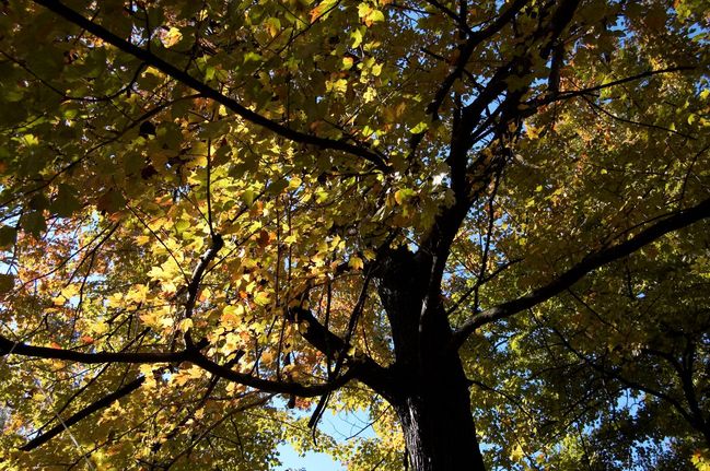 Fall Foliage in the morning
new camera images
