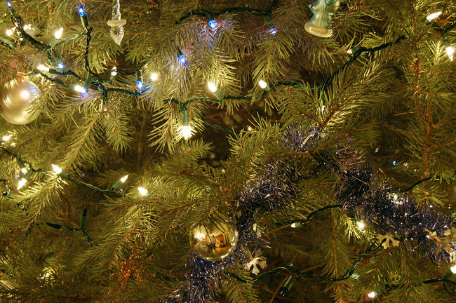Christmas Tree closeup
Keywords: Christmas