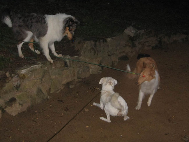Cutie meeting Erik's pooches
