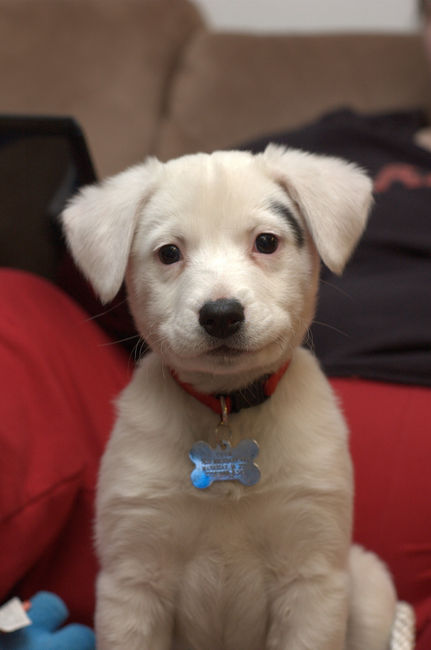 Cutie the Puppy
Is eating out of the trash bad, should I have not done that?
