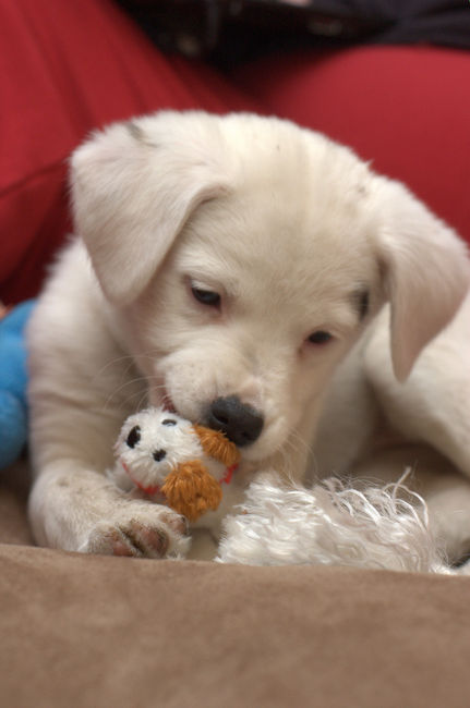 Cutie the Puppy
