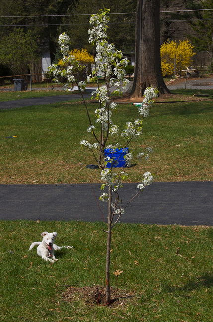 The Dog and the Tree

