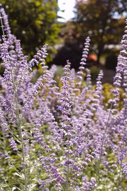 Lavender Flowers
