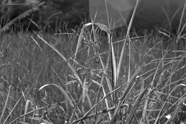 Grasses in Logansport
Logansport, LA
