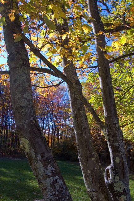 Trees at Fairfax Stone
Fairfax Stone, WV
