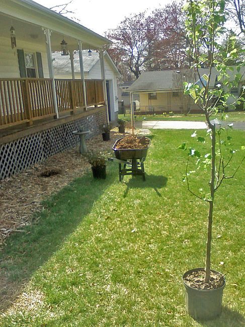 Putting in some azaleas
With a Bradford Pear tree
Keywords: house garden pear tree