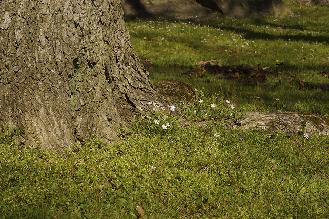 Spring at Great Falls
April 2007
