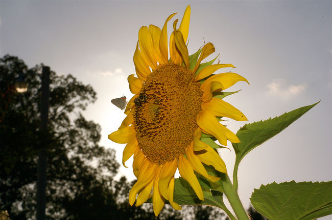 Sunflower in Logansport
Logansport, LA
