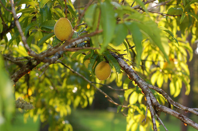 Peaches at Logansport
Logansport, LA

