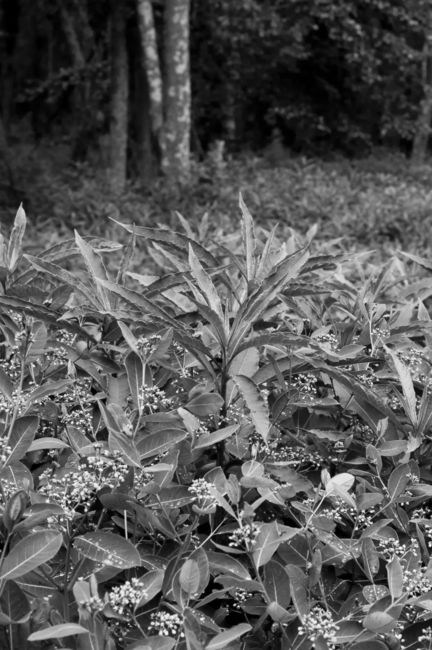 Plants at the roadside
Shenandoah National Park

