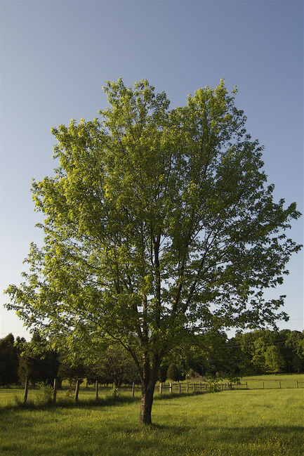 The Tree
at MawMaw's
