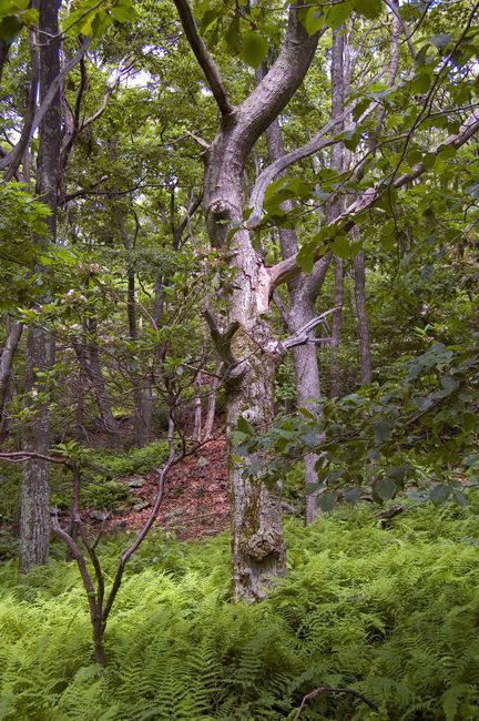 Tree and ferns
Shenandoah National Park 
