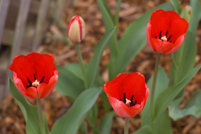 New tulips
