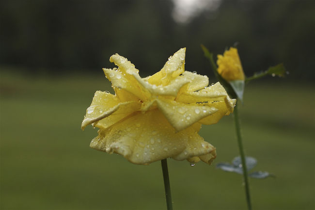 Yellow Rose
Logansport, LA
