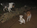 Filename=Cutie_getting_acquainted_with_Erik_s_pooches20100709.jpg
Filesize=142KiB
Dimensions=1200x900
Date added=Sep 30, 2010 Cutie_getting_acquainted_with_Erik_s_pooches20100709.jpg