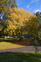 elm-foliage2008.jpg