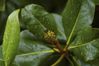 magnolia-bud.jpg