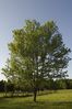 tree-1.jpg