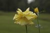 yellow-rose-1.jpg