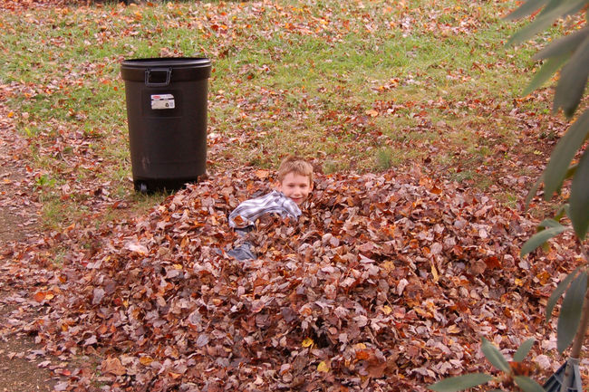 James in the leafpile
Keywords: James Autumn leaves