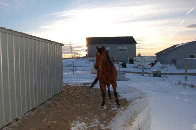 Moss the horse
Carpenter, WY
Christmas Day, 2006
Keywords: Moss