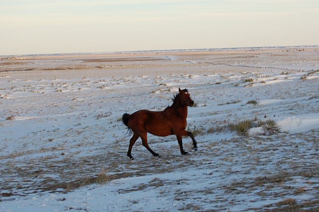 Moss the horse
Carpenter, WY
Keywords: Moss