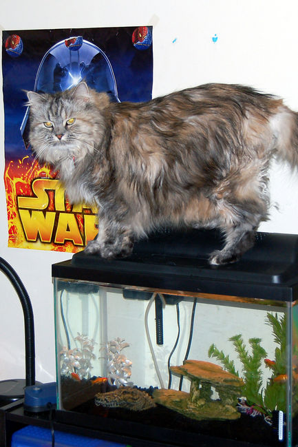 Fuzzy was caught in a restricted area
on top of James' fishtank
Keywords: James Fuzzy goldfish
