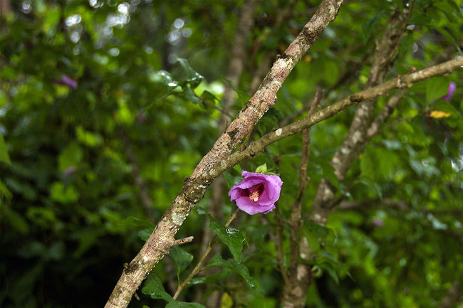 Flower Branch
Logansport, LA

