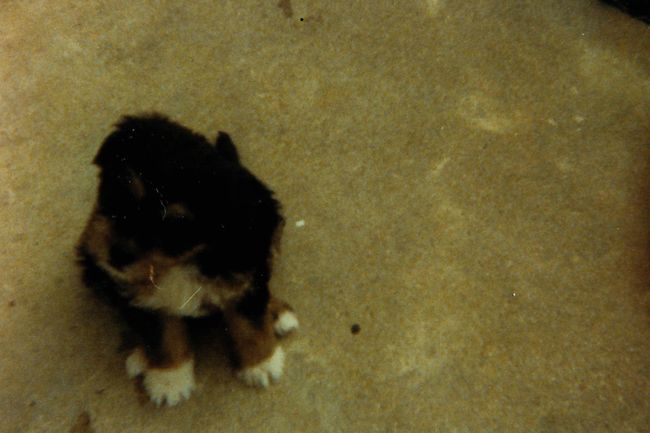Patty the puppydog
My first (and only) dog
Keywords: Patty