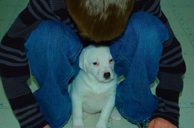 New member of the household
James named her "Cutie"
Keywords: puppy