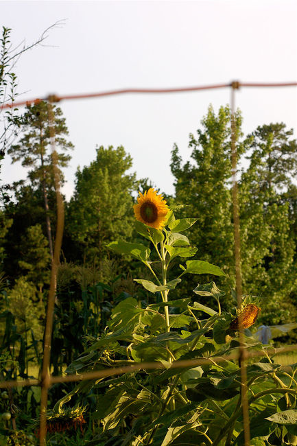 Sunflower through the fence
Logansport, Louisiana

