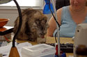fuzzy-drinking.jpg