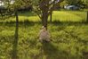 james-tree-1.jpg